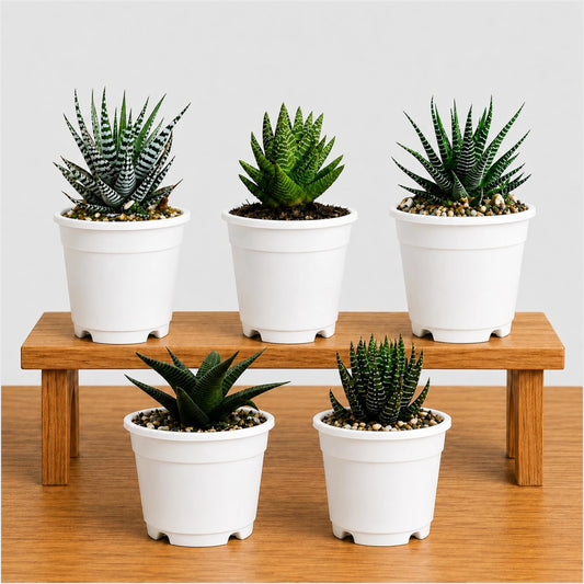 5 Different Haworthia Succulents Combo | Rare Collector Collection of 5