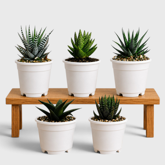 5 Different Haworthia Succulents Combo | Rare Collector Collection of 5