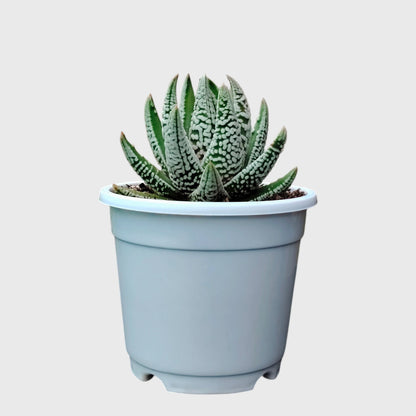Super White Haworthia Pumila Tears of Angel Hybrid – Rare Premium Collector Succulent