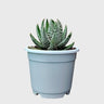 Super White Haworthia Pumila Tears of Angel Hybrid – Rare Premium Collector Succulent