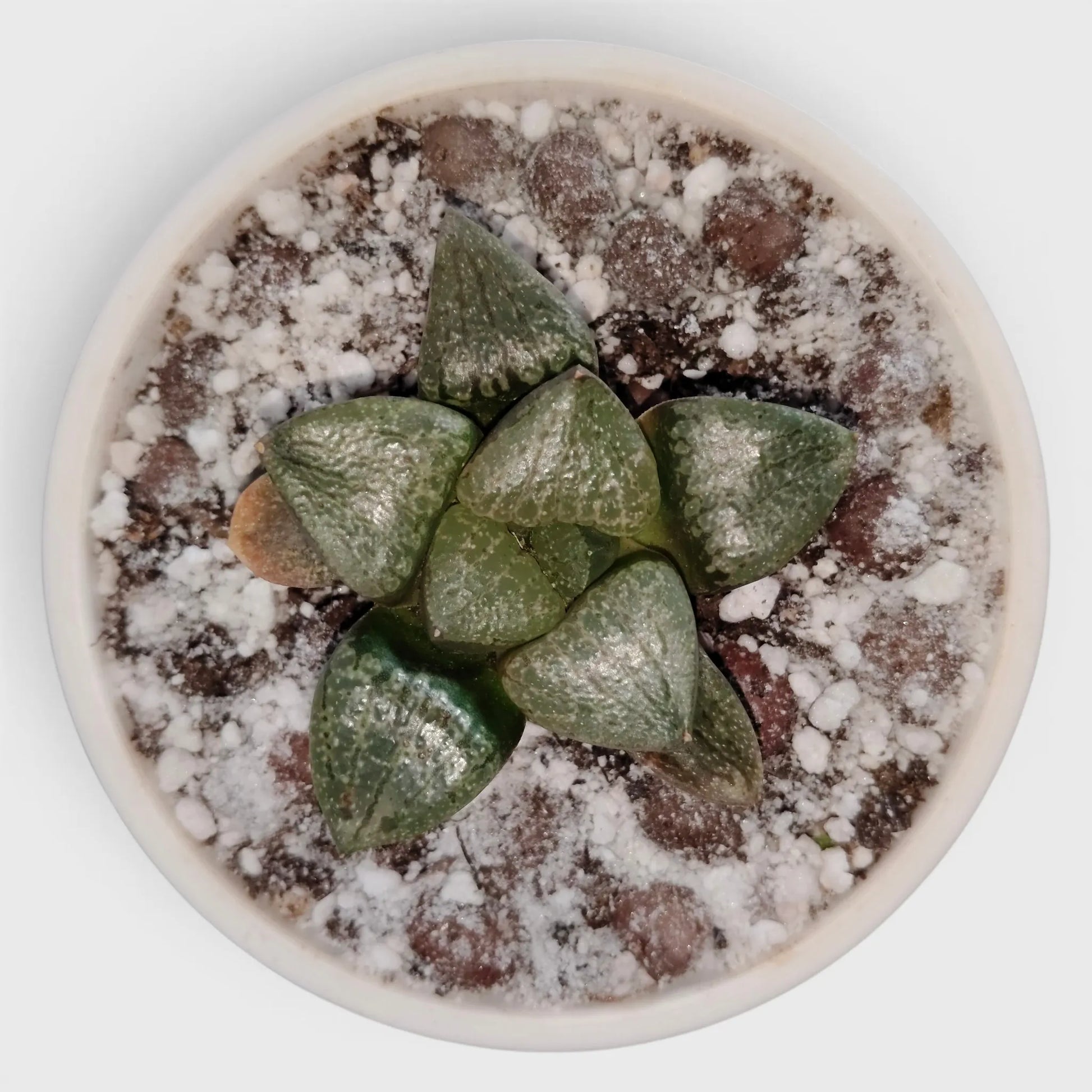 Rare Haworthia Green Picta Hybrid SR003 – Seed Grown Collector Succulent | Bare Rooted