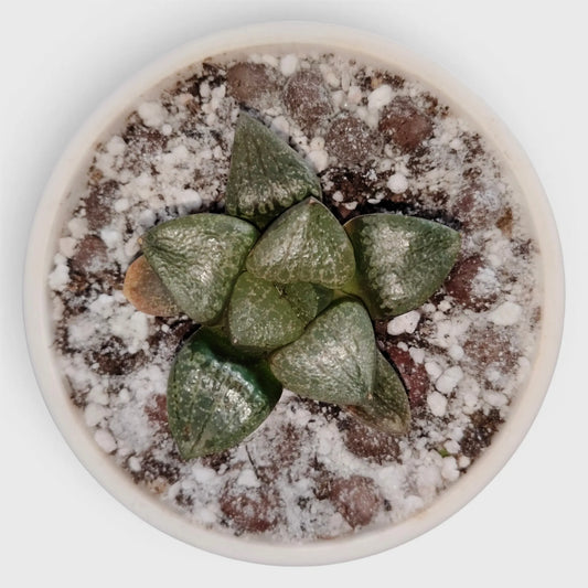 Rare Haworthia Green Picta Hybrid SR003 – Seed Grown Collector Succulent | Bare Rooted