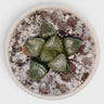 Rare Haworthia Green Picta Hybrid SR003 – Seed Grown Collector Succulent | Bare Rooted