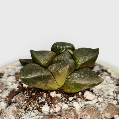 Rare Haworthia Green Picta Hybrid SR003 – Seed Grown Collector Succulent | Bare Rooted