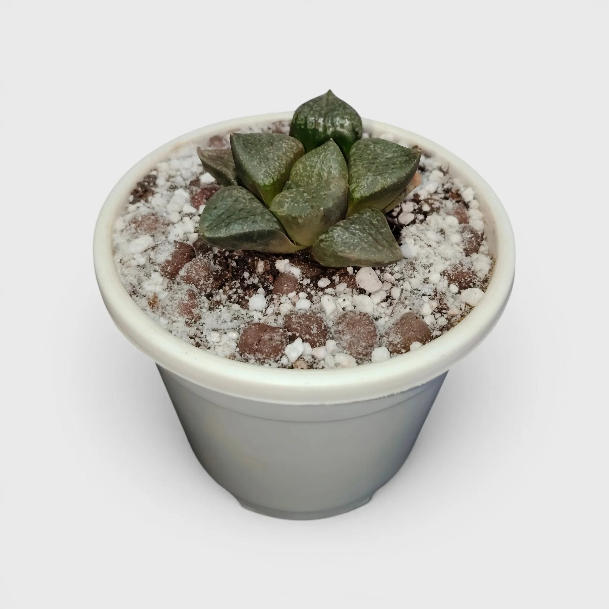 Rare Haworthia Green Picta Hybrid SR003 – Seed Grown Collector Succulent | Bare Rooted