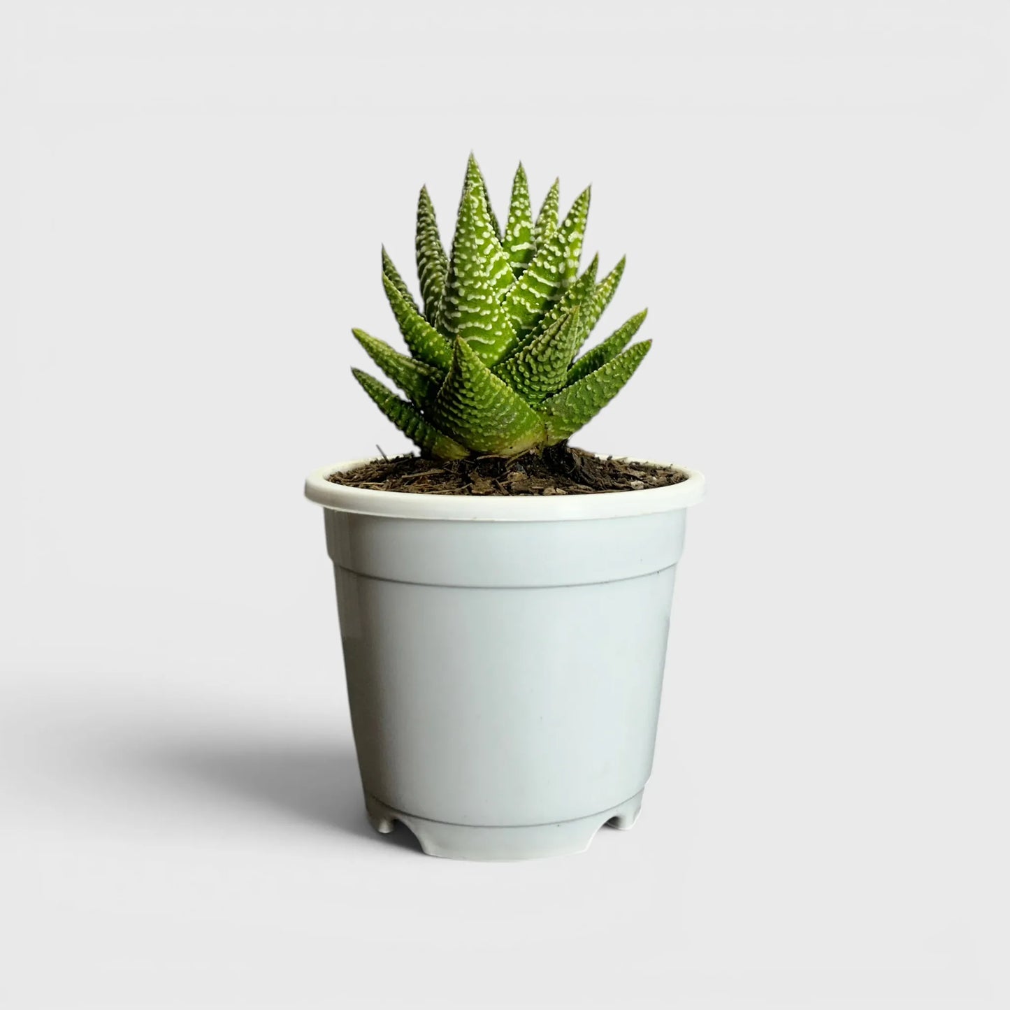 Haworthia Pumila x Tears of Angel – Collector Hybrid Succulent | Best Indoor Plants | Bare Rooted