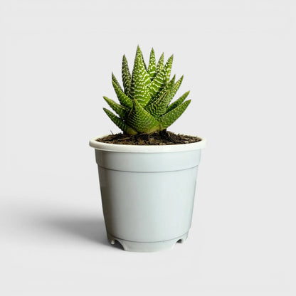 Haworthia Pumila x Tears of Angel – Collector Hybrid Succulent | Best Indoor Plants | Bare Rooted