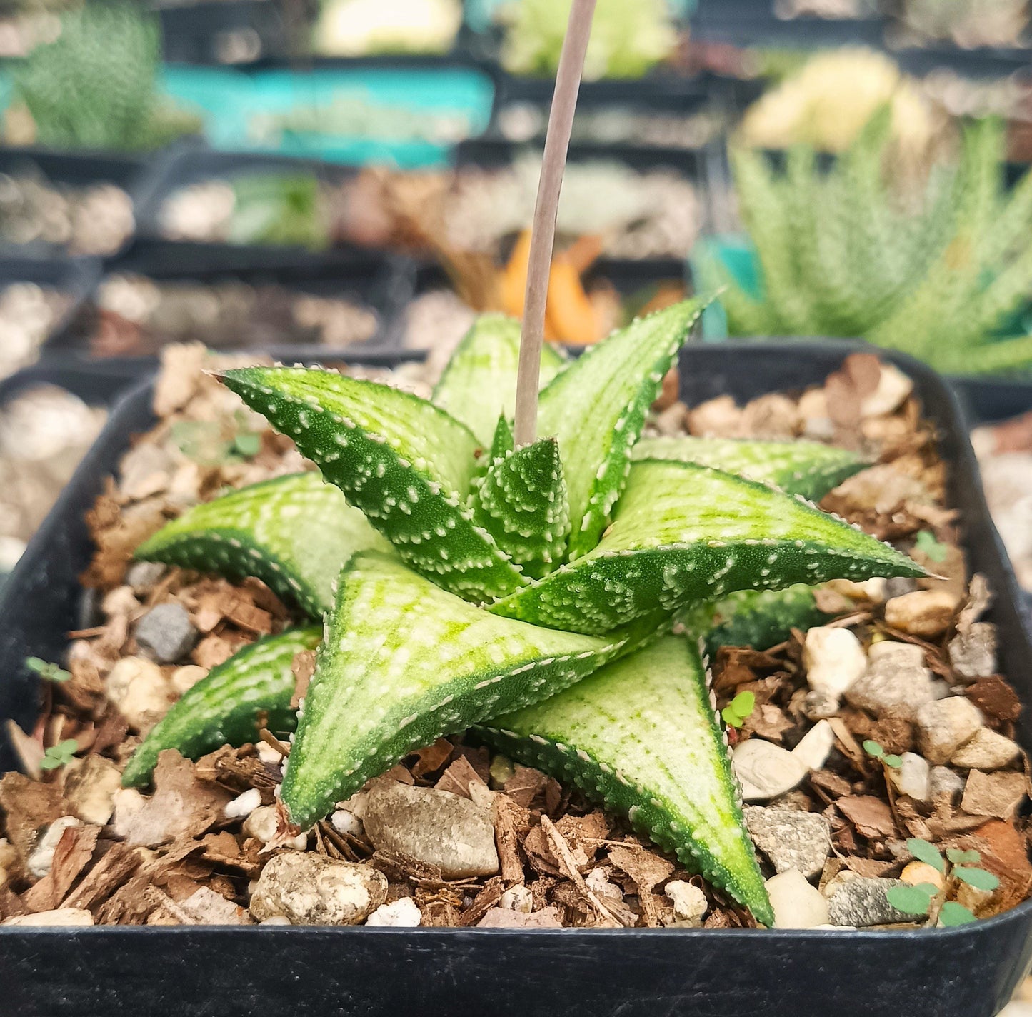 Rare Haworthia Kintaikyo X Wooleyi Seed Grown Plant Exclusive Succulent for Collectors - My Store