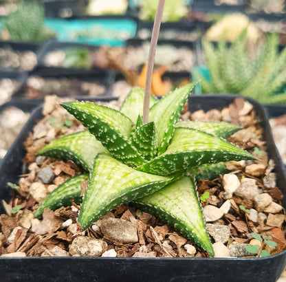 Rare Haworthia Kintaikyo X Wooleyi Seed Grown Plant Exclusive Succulent for Collectors - My Store