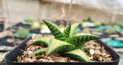 Rare Haworthia Kintaikyo X Wooleyi Seed Grown Plant Exclusive Succulent for Collectors - My Store