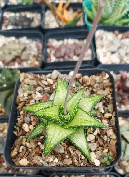 Rare Haworthia Kintaikyo X Wooleyi Seed Grown Plant Exclusive Succulent for Collectors - My Store