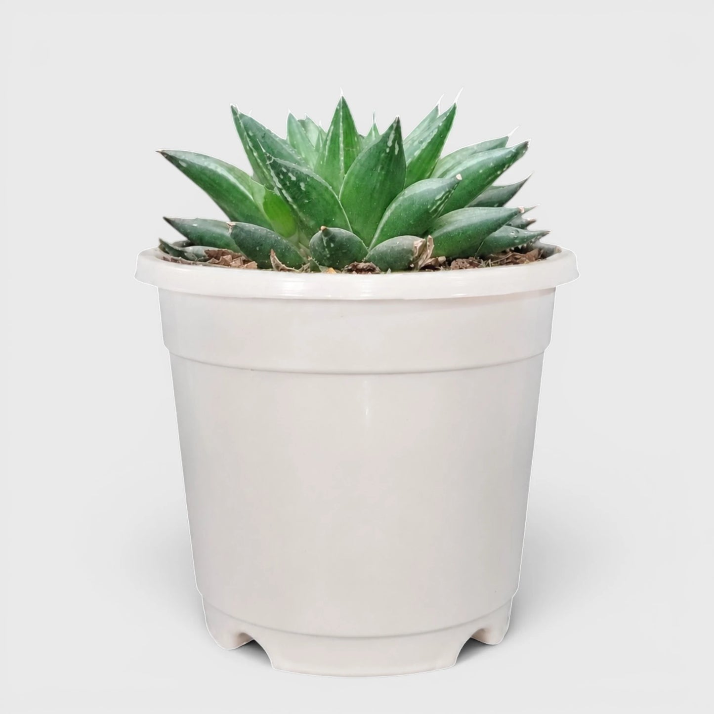 Rare Haworthia Mucronata | Compact Window Succulent Plant