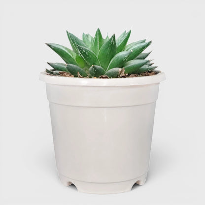 Rare Haworthia Mucronata | Compact Window Succulent Plant