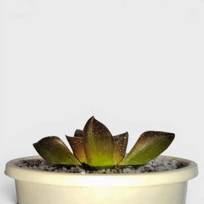 Rare Haworthia Picta Hybrid SR005 – Collector Grade Seed Grown Succulent | Bare Rooted