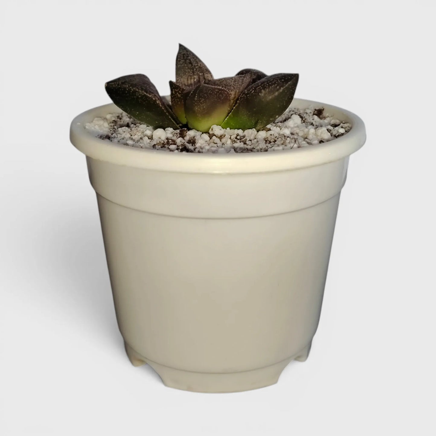 Rare Haworthia Picta Hybrid SR005 – Collector Grade Seed Grown Succulent | Bare Rooted