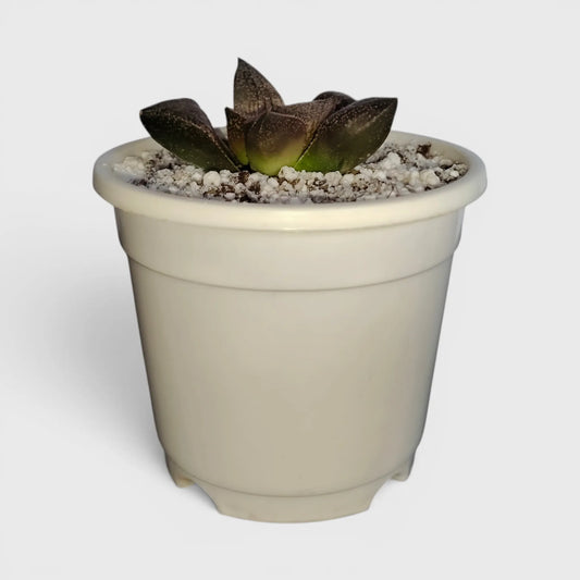 Rare Haworthia Picta Hybrid SR005 – Collector Grade Seed Grown Succulent | Bare Rooted