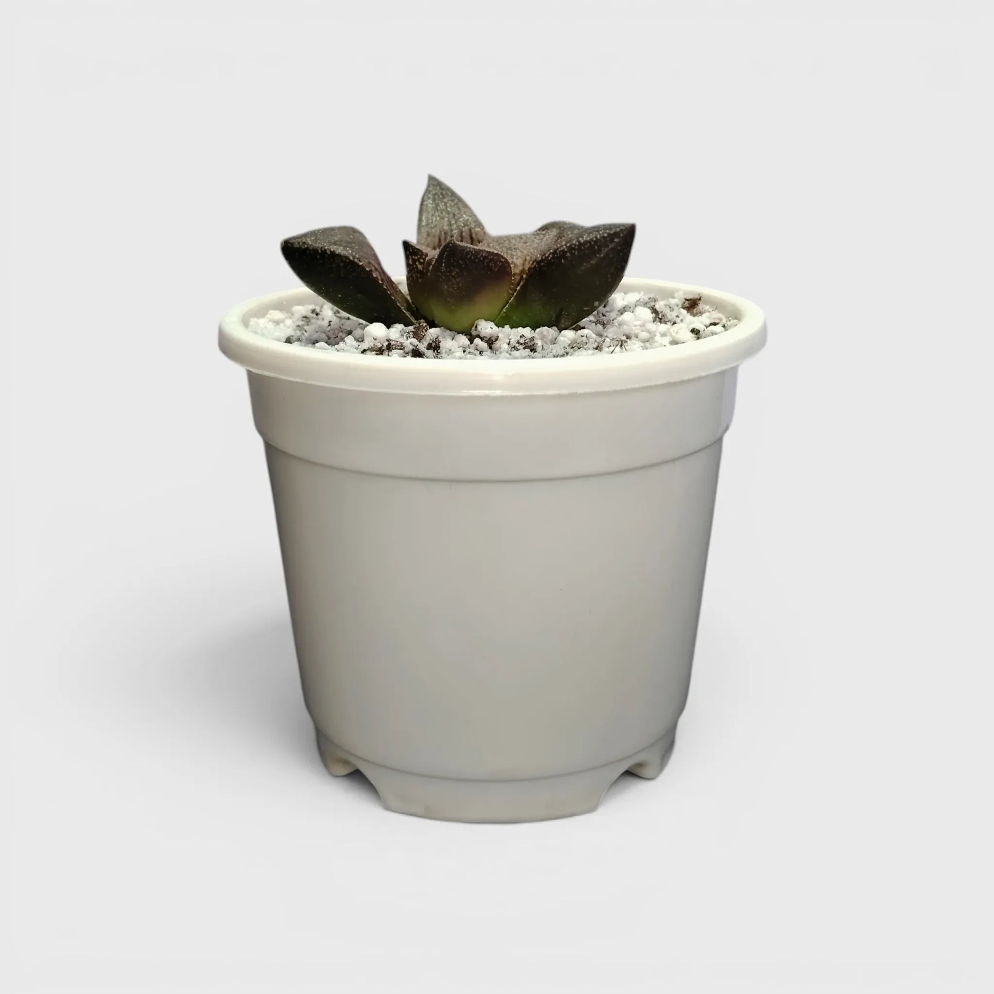 Rare Haworthia Picta Hybrid SR005 – Collector Grade Seed Grown Succulent | Bare Rooted