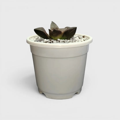Rare Haworthia Picta Hybrid SR005 – Collector Grade Seed Grown Succulent | Bare Rooted