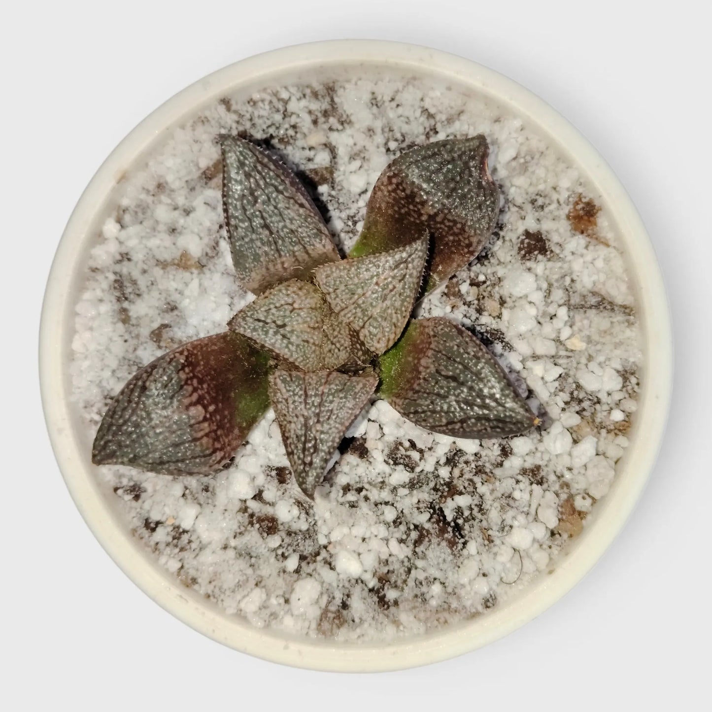 Rare Haworthia Picta Hybrid SR005 – Collector Grade Seed Grown Succulent | Bare Rooted