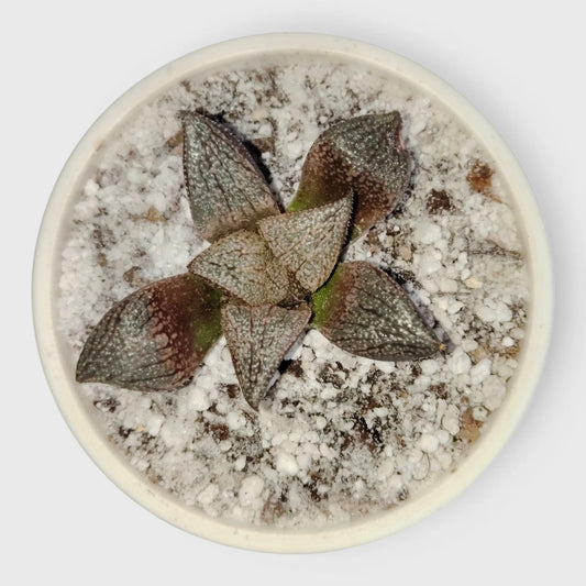 Rare Haworthia Picta Hybrid SR005 – Collector Grade Seed Grown Succulent | Bare Rooted