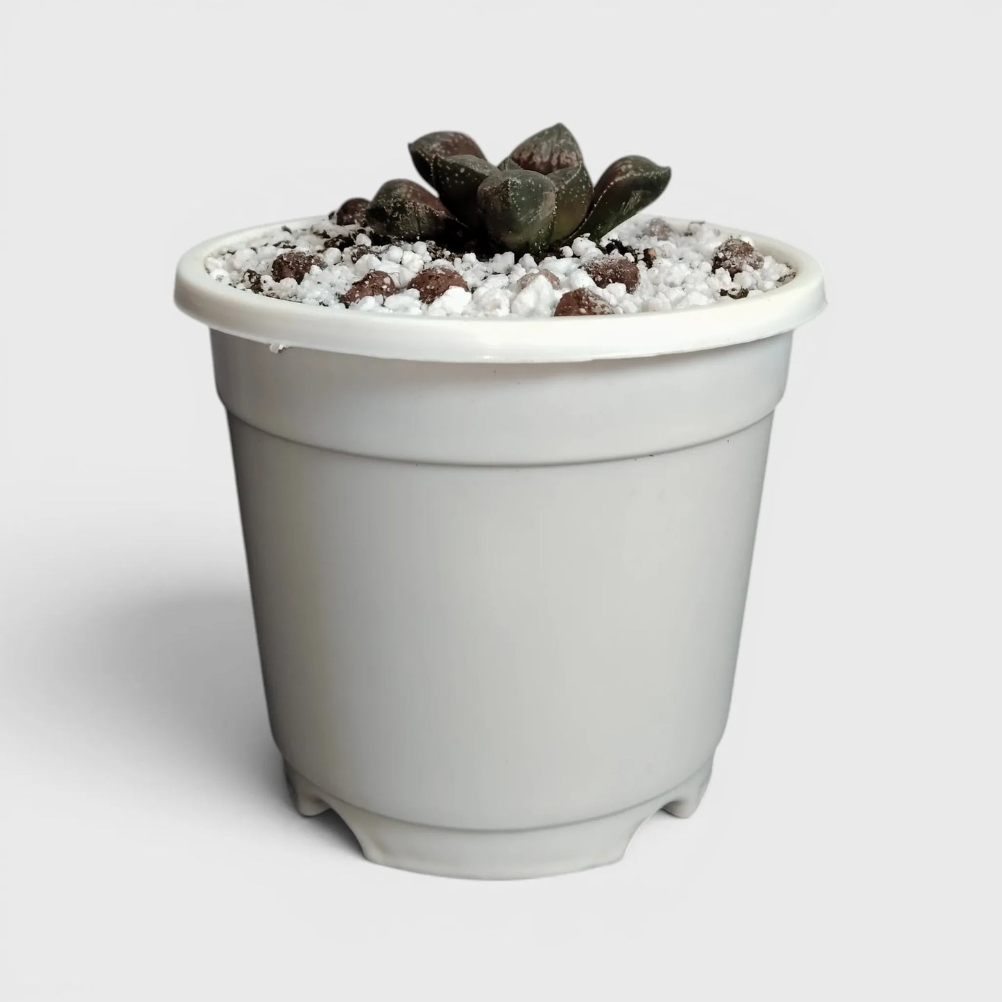 Rare Haworthia Picta Hybrid SR006 – Collector Grade Seed Grown Succulent | Bare Rooted