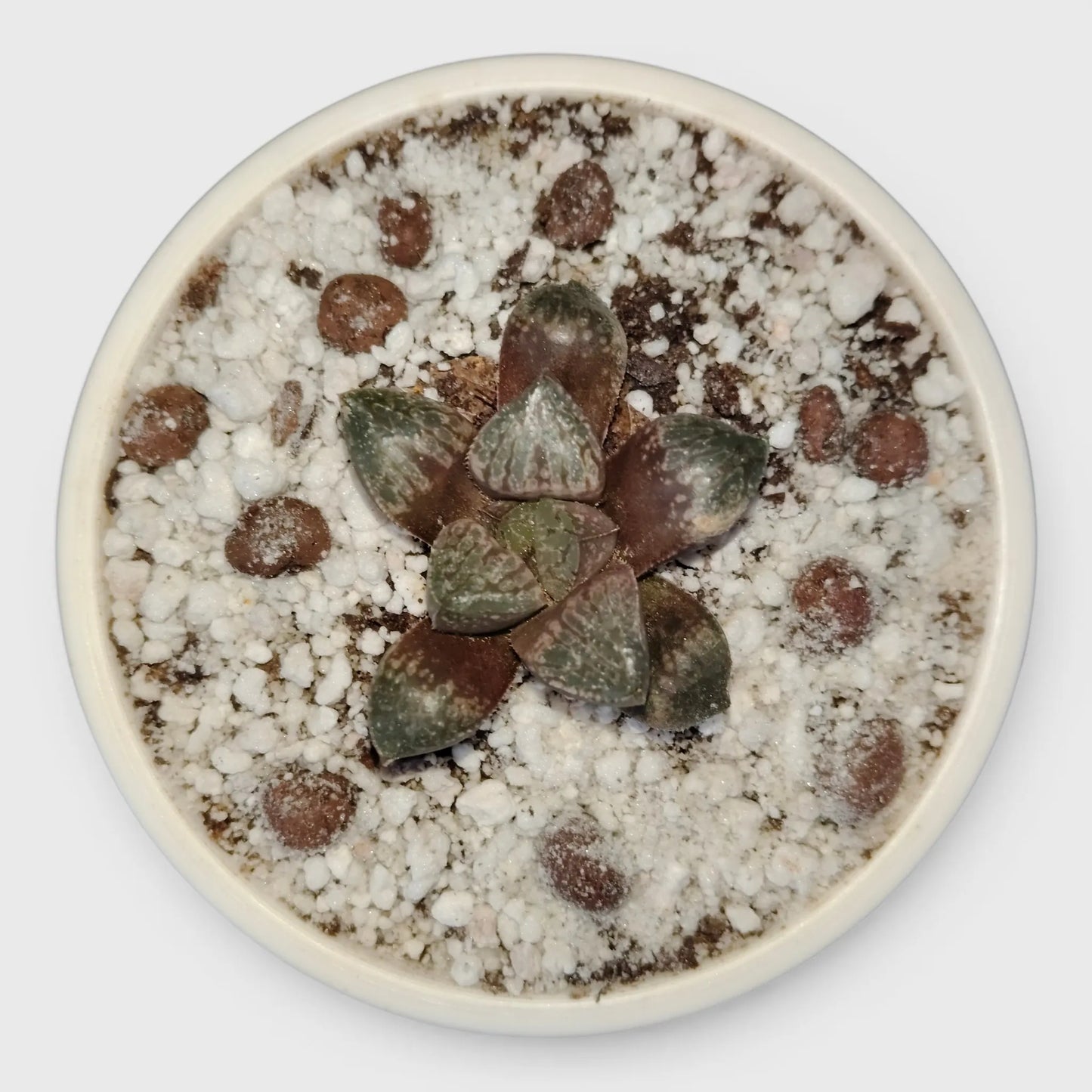 Rare Haworthia Picta Hybrid SR006 – Collector Grade Seed Grown Succulent | Bare Rooted