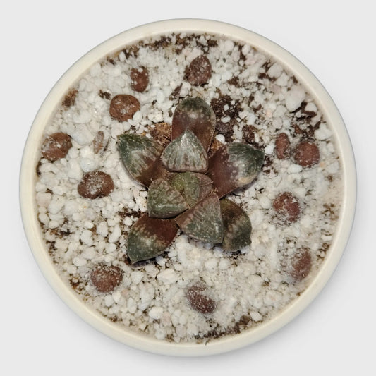 Rare Haworthia Picta Hybrid SR006 – Collector Grade Seed Grown Succulent | Bare Rooted