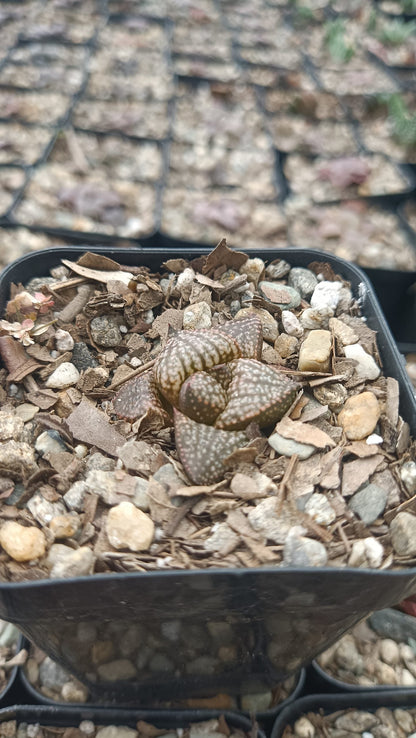 Rare Haworthia Picta Hybrid Succulents - Exquisite and Unique Beauties - My Store