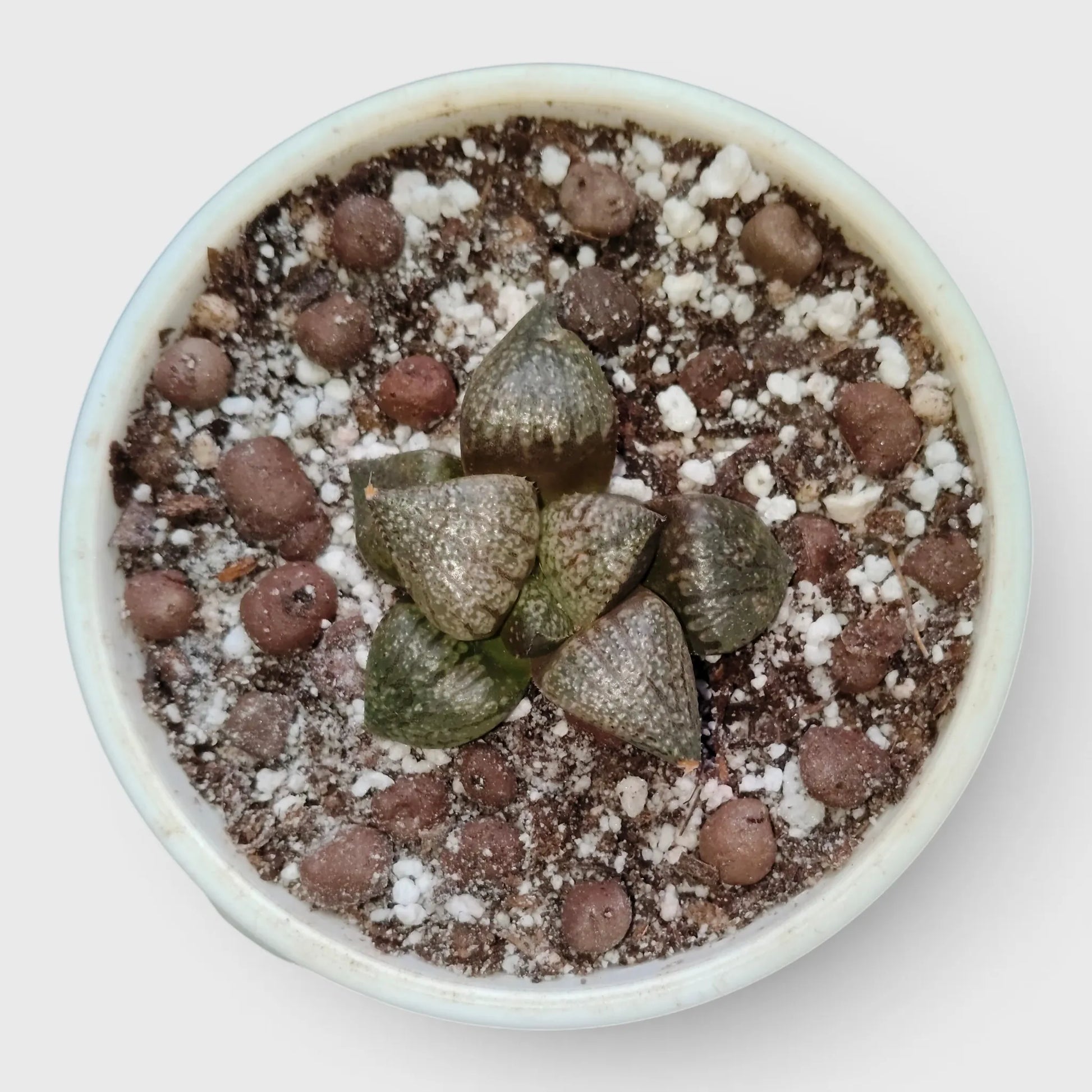 Rare Haworthia Picta Hybrid SR004 – Seed Grown Collector Succulent | Bare Rooted