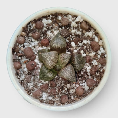 Rare Haworthia Picta Hybrid SR004 – Seed Grown Collector Succulent | Bare Rooted