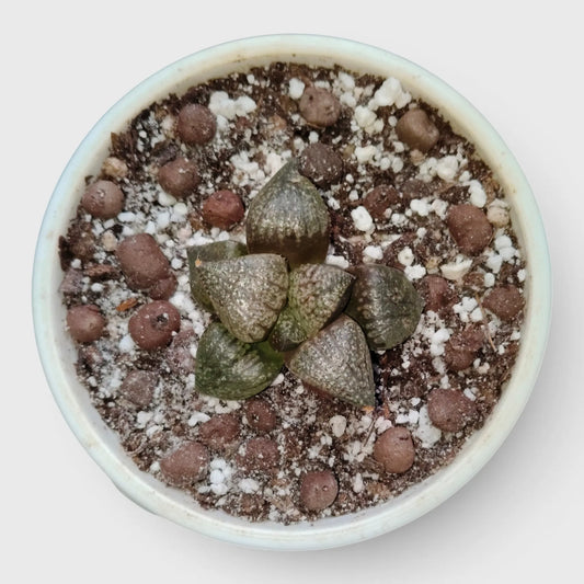 Rare Haworthia Picta Hybrid SR004 – Seed Grown Collector Succulent | Bare Rooted