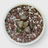 Rare Haworthia Picta Hybrid SR004 – Seed Grown Collector Succulent | Bare Rooted