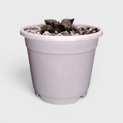 Rare Haworthia Picta Hybrid SR004 – Seed Grown Collector Succulent | Bare Rooted