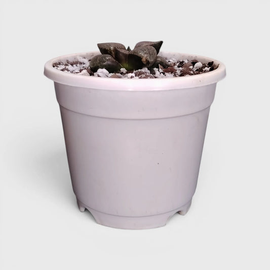 Rare Haworthia Picta Hybrid SR004 – Seed Grown Collector Succulent | Bare Rooted