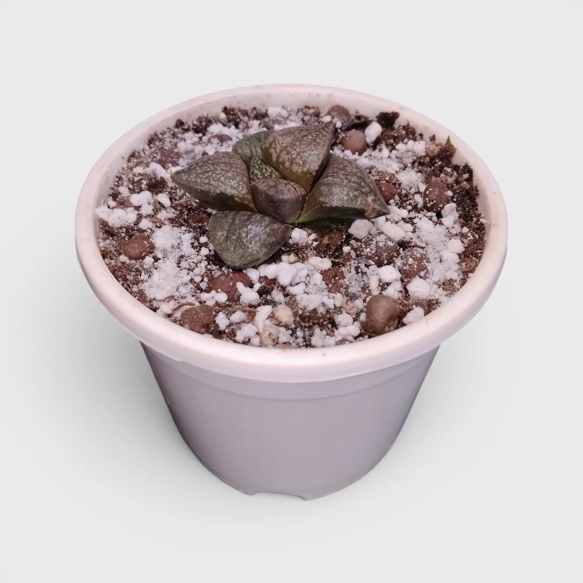 Rare Haworthia Picta Hybrid SR004 – Seed Grown Collector Succulent | Bare Rooted