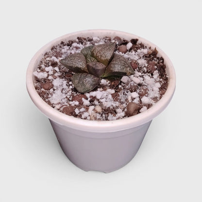 Rare Haworthia Picta Hybrid SR004 – Seed Grown Collector Succulent | Bare Rooted