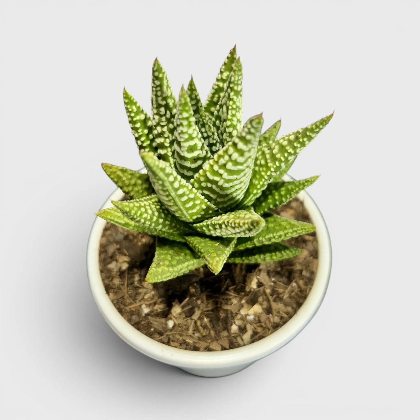 Haworthia Pumila x Tears of Angel – Collector Hybrid Succulent | Best Indoor Plants | Bare Rooted