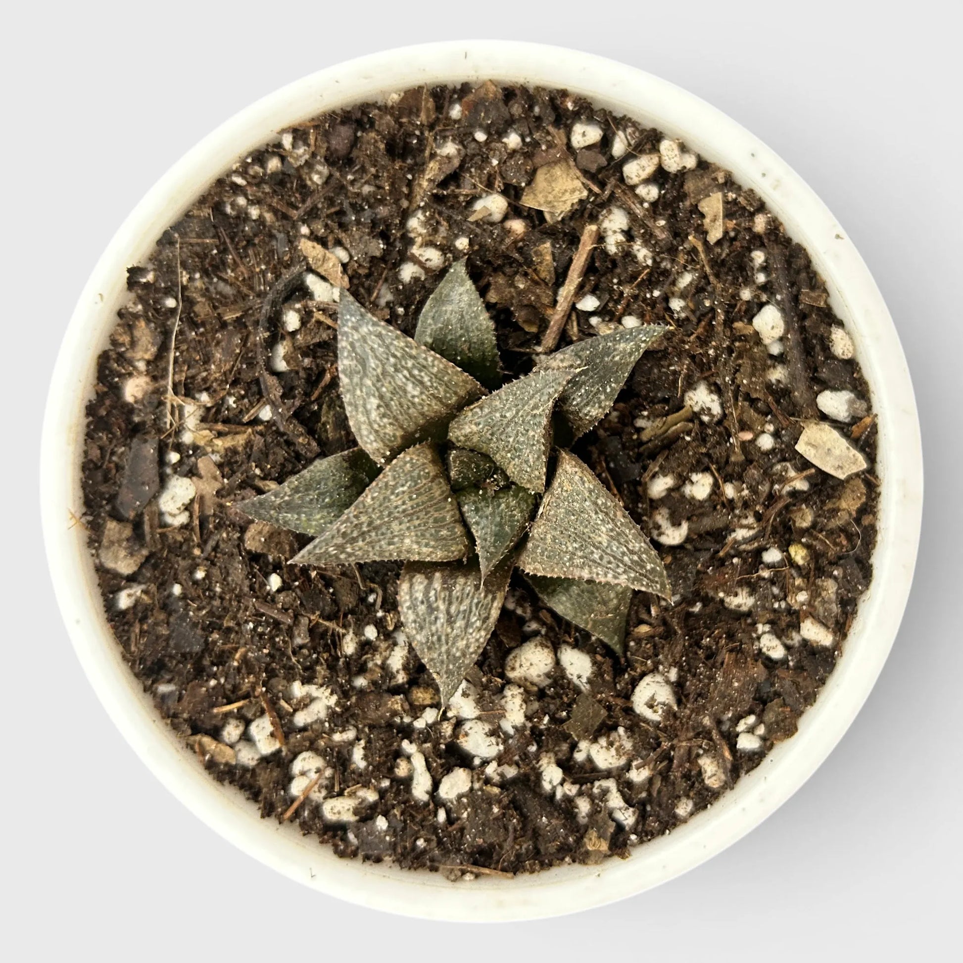Rare Haworthia Retusa x Splendens Hybrid SR001 | Seed Grown Collector Hybrid Succulent | Bare Rooted