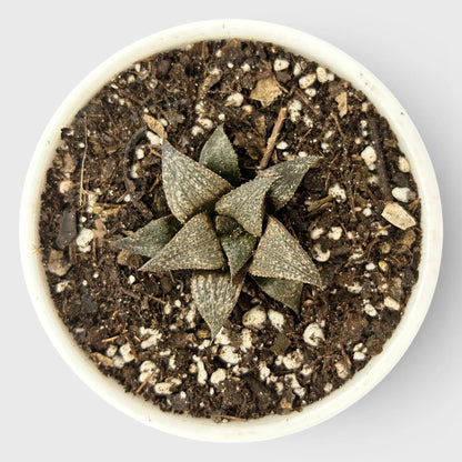Rare Haworthia Retusa x Splendens Hybrid SR001 | Seed Grown Collector Hybrid Succulent | Bare Rooted