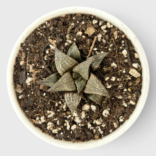Rare Haworthia Retusa x Splendens Hybrid SR001 | Seed Grown Collector Hybrid Succulent | Bare Rooted