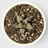 Rare Haworthia Retusa x Splendens Hybrid SR001 | Seed Grown Collector Hybrid Succulent | Bare Rooted