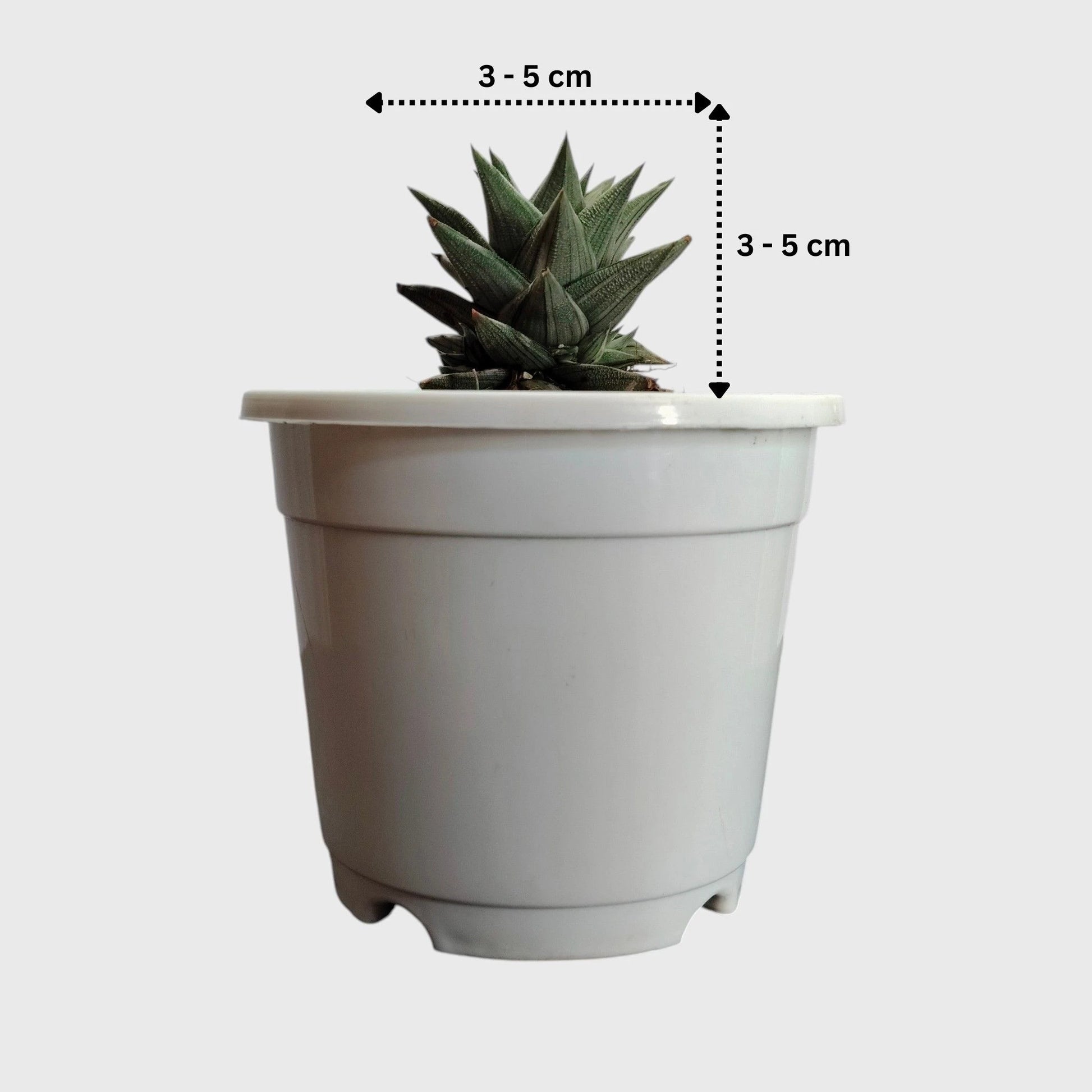 Haworthia Tortuosa Variegated - Rare Imported Succulent Plant | With Pot