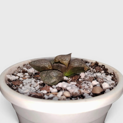 Rare Haworthia Picta Hybrid SR004 – Seed Grown Collector Succulent | Bare Rooted