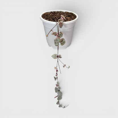 String of Hearts Variegated – Small Size Well Rooted Hanging Plant with Bulbs (1–2 Strings) | Perfect for Gifting | Bare Rooted