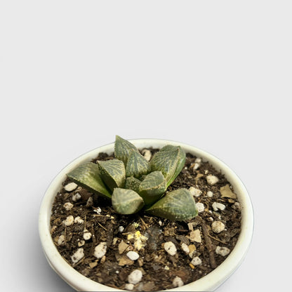 Rare Haworthia Splendens Hybrid SR001 | Seed Grown Collector Succulent | Bare Rooted