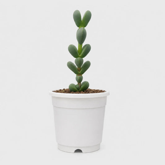 Corpuscularia Lehmannii (Ice Plant) Mature Plant | Non-Variegated Succulent