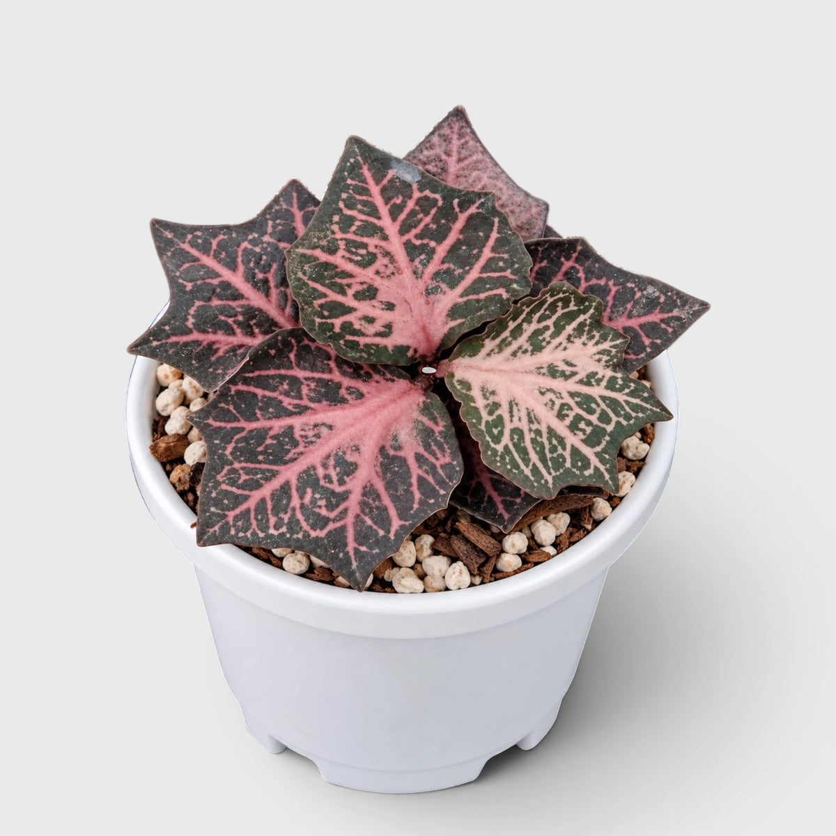 Euphorbia francoisii SR3 – Rare Imported Hybrid Collector Plant