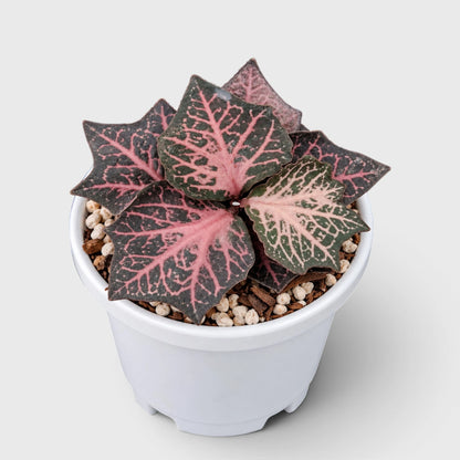 Euphorbia francoisii SR3 – Rare Imported Hybrid Collector Plant