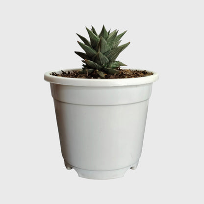 Haworthia Tortuosa Variegated - Rare Imported Succulent Plant | With Pot
