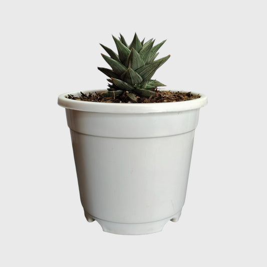 Haworthia Tortuosa Variegated - Rare Imported Succulent Plant | With Pot